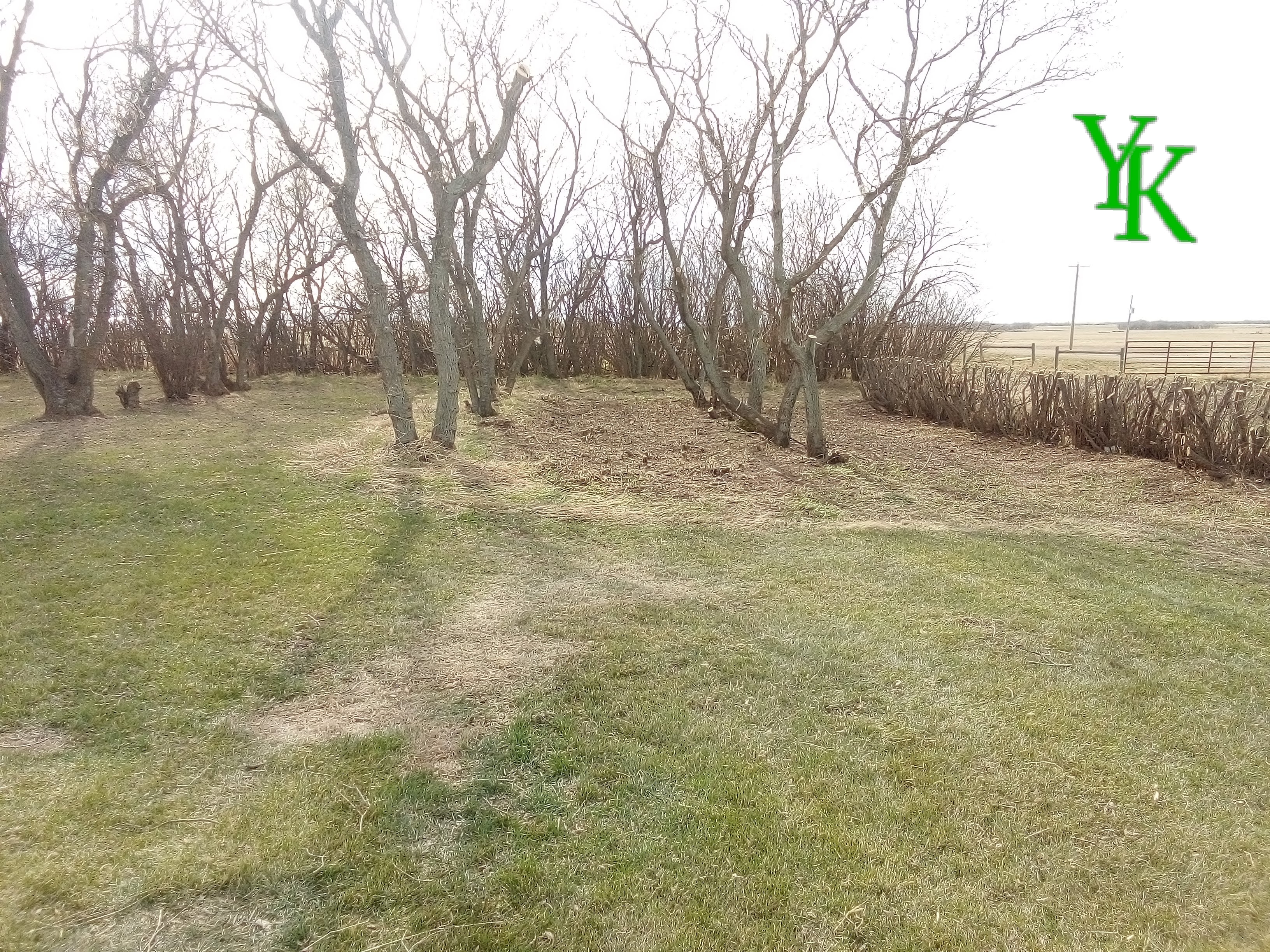 Trimmed Caragana Treeline