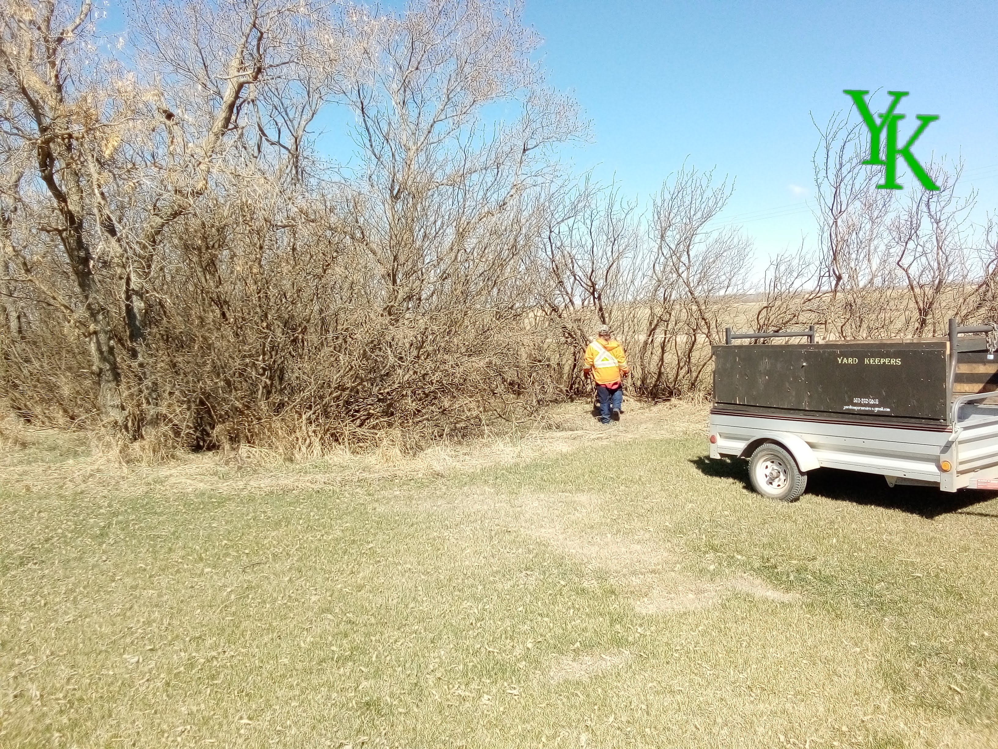 Untrimmed Caragana