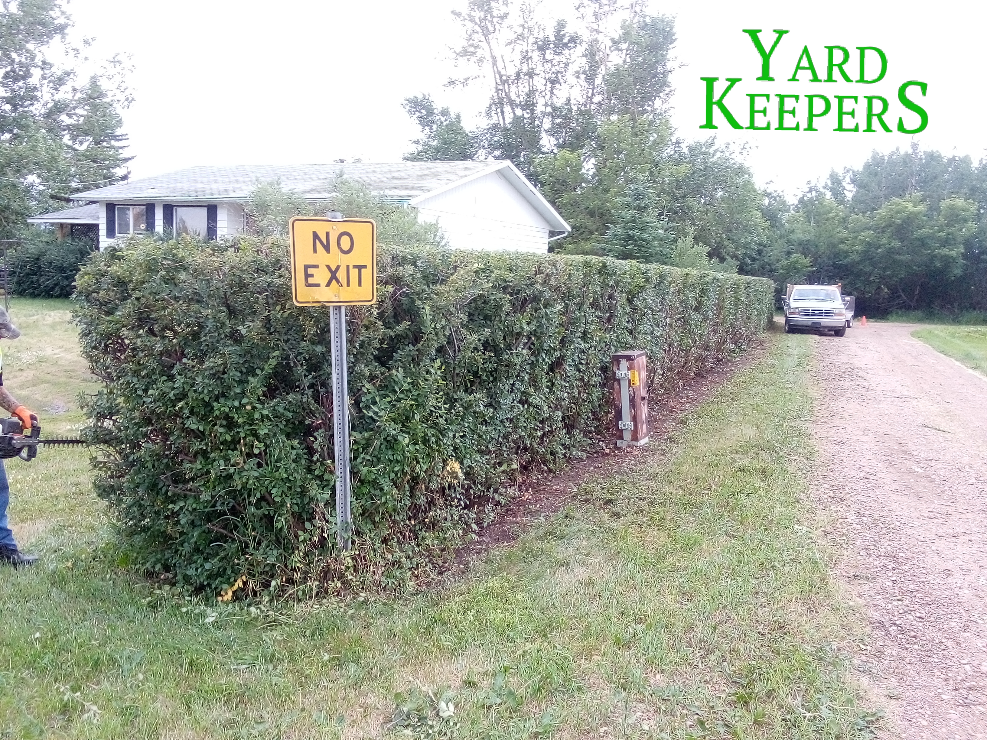 Cotoneaster Privacy Hedge