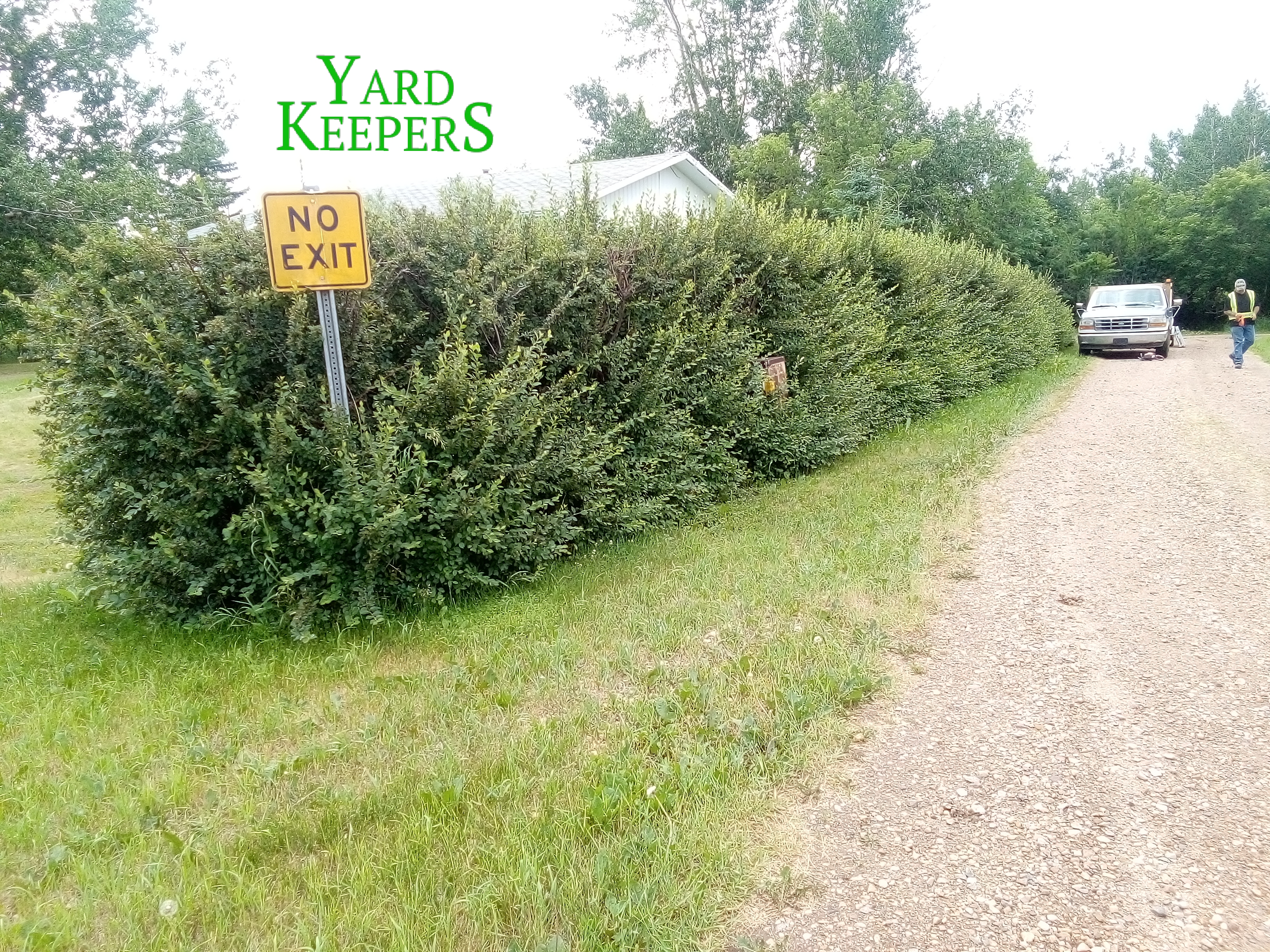 Cotoneaster Privacy Hedge