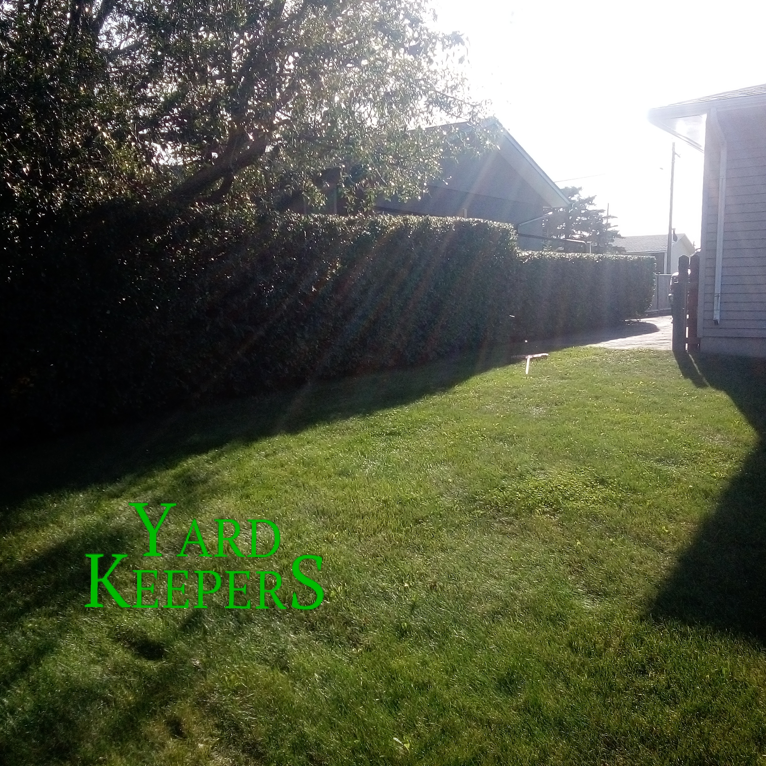 Trimmed Cotoneaster Property Line