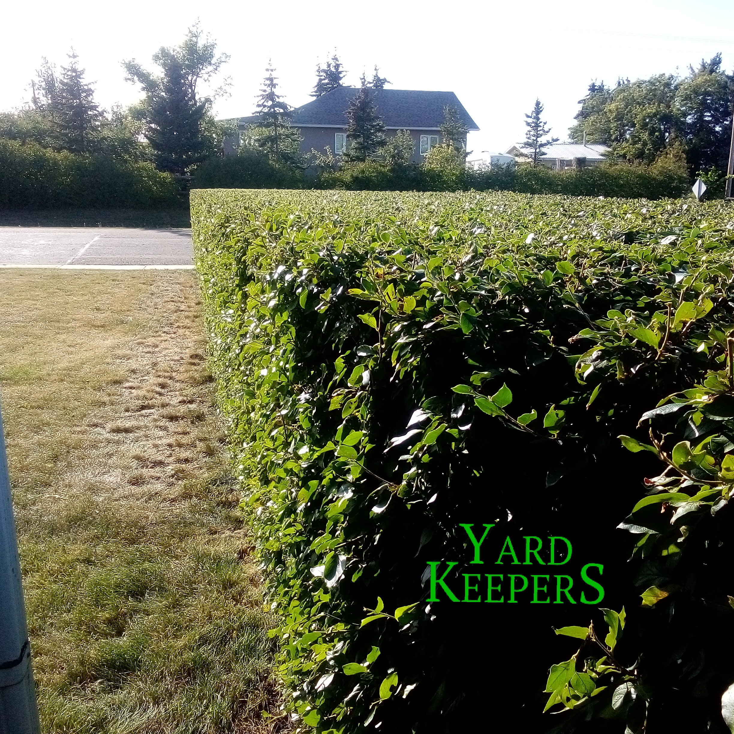 Trimmed Cotoneaster Line