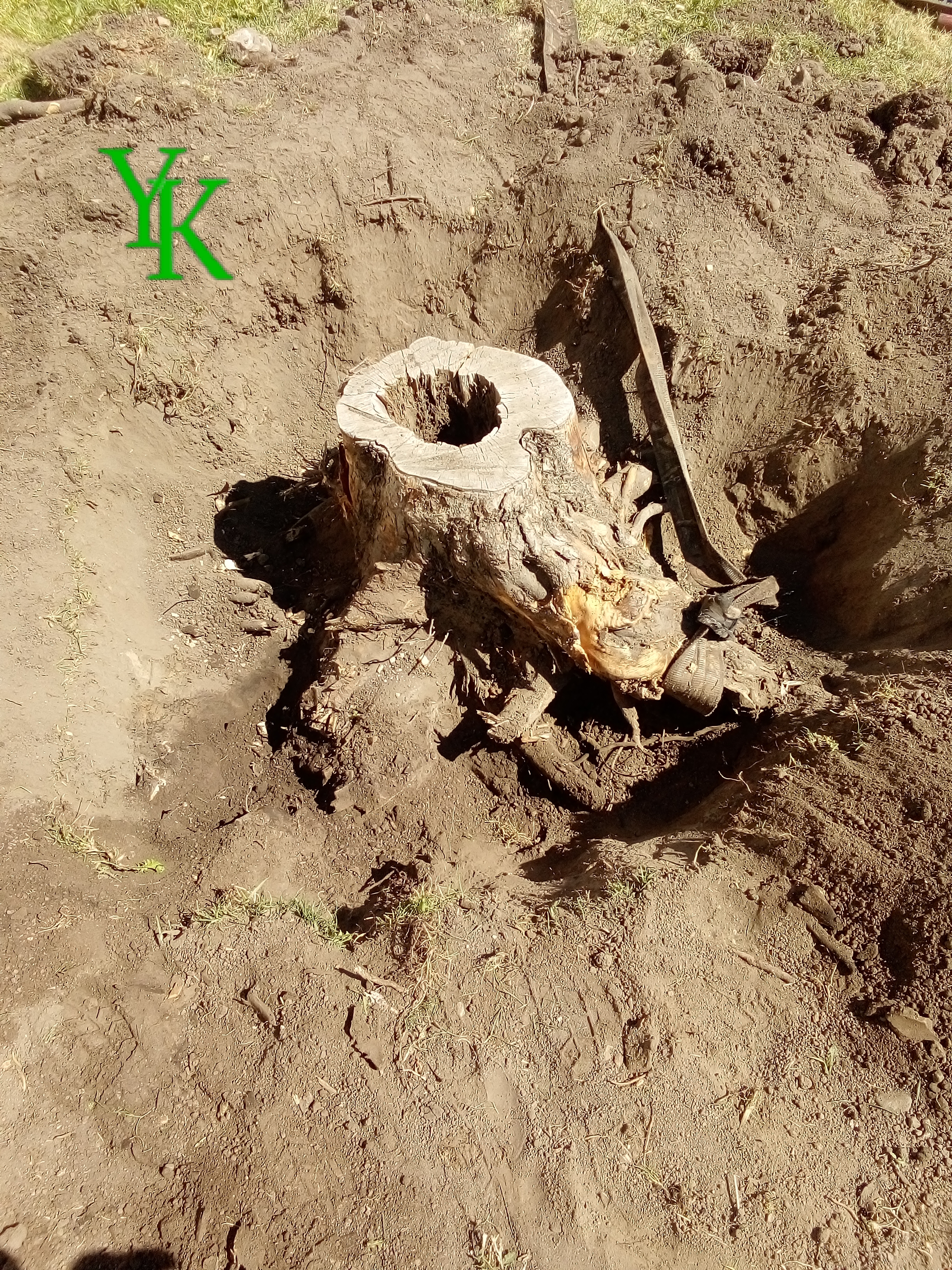 Apple Tree Stump