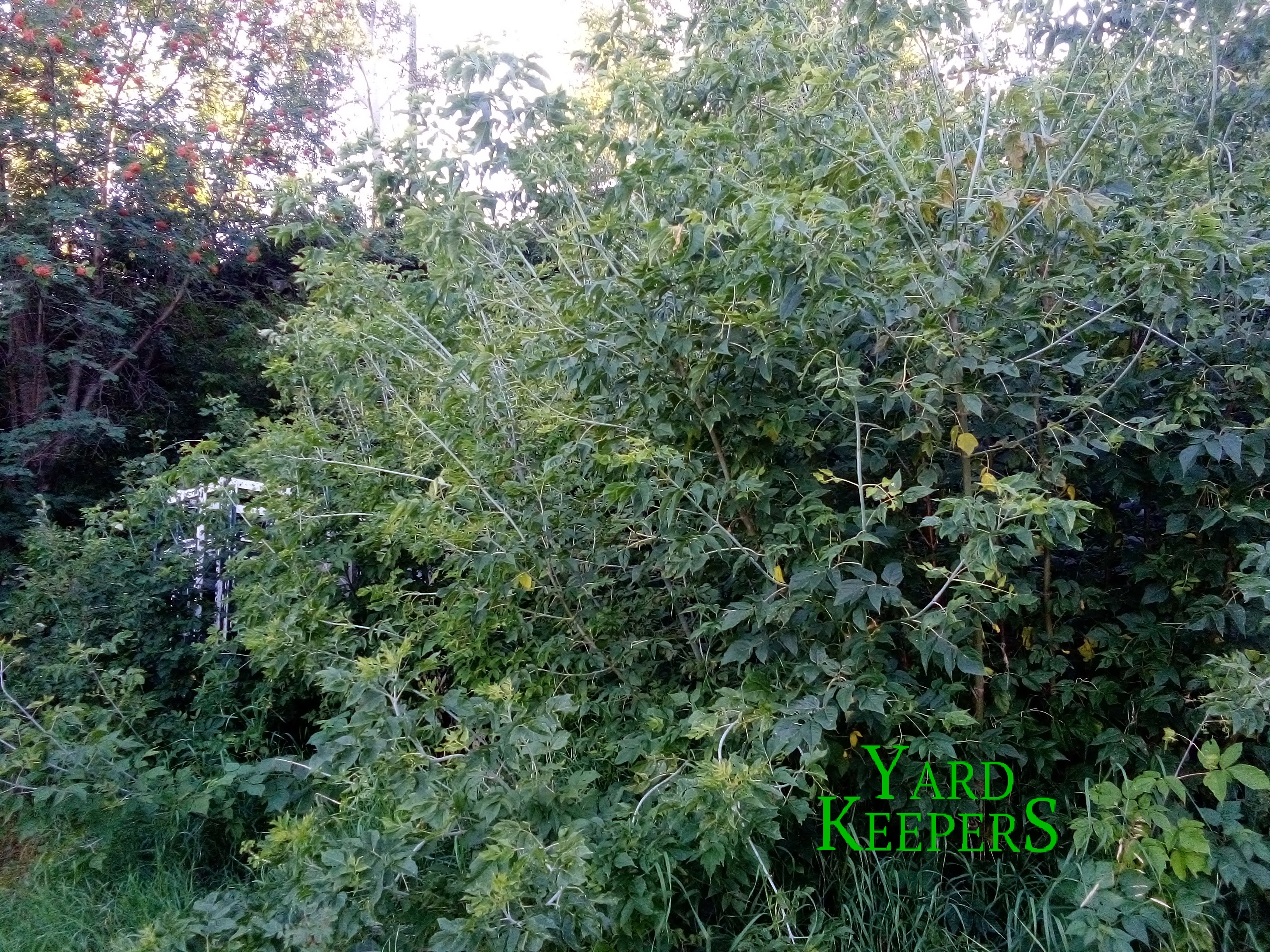 Overgrown Brush