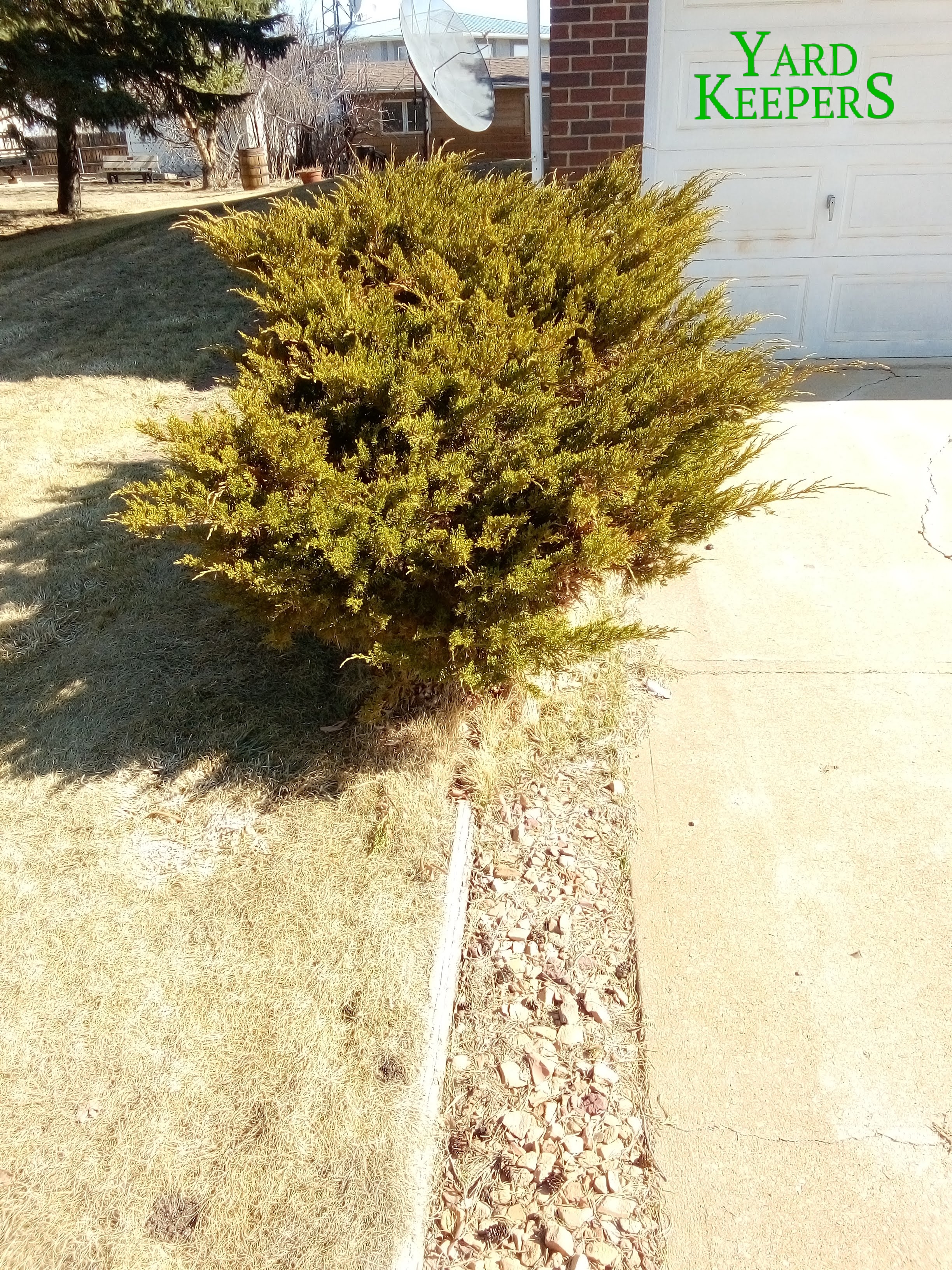 Untrimmed Junipers