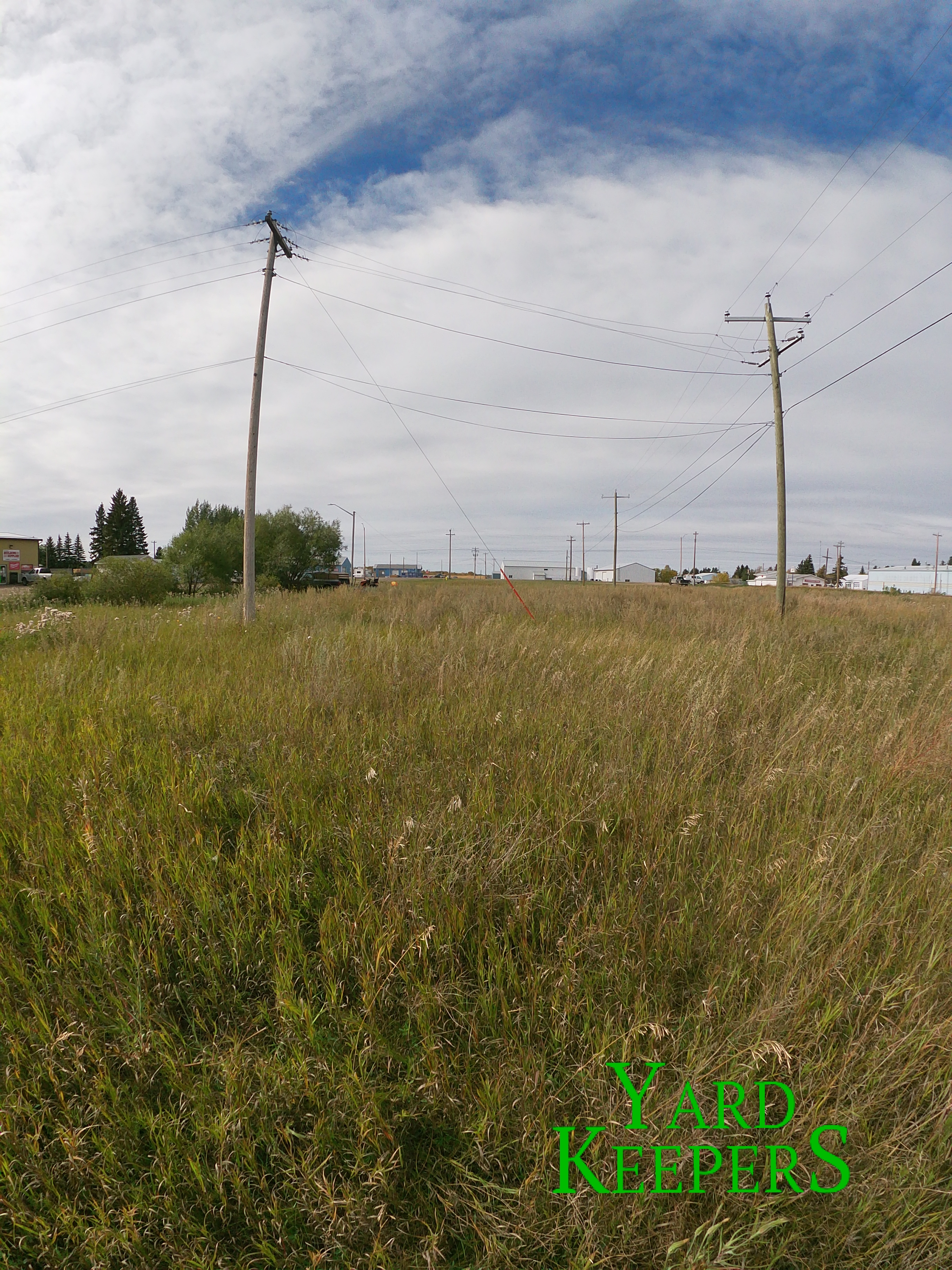 Tall Grass Untrimmed Field